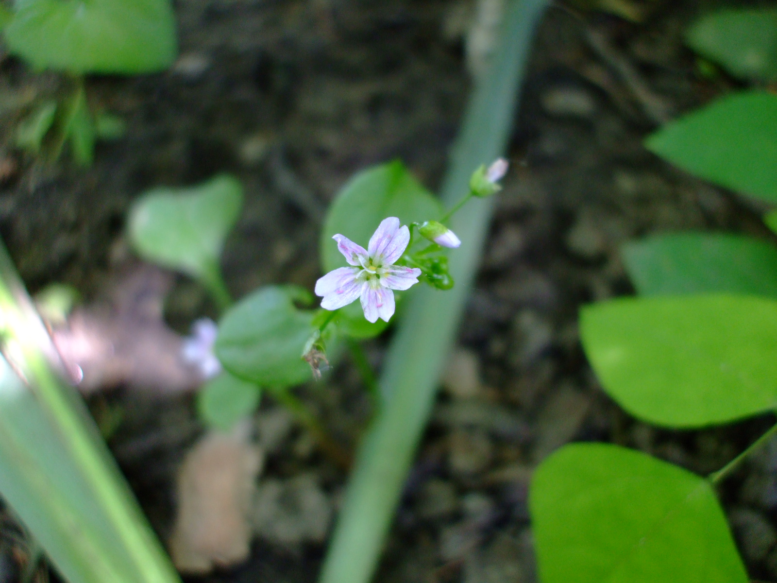 Claytonia sibirica